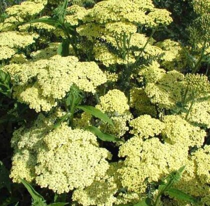 Achillea 'Alabaster'